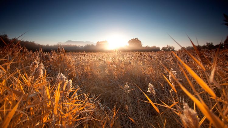 Fonds d'cran Nature Champs - Prairies Wallpaper N392773