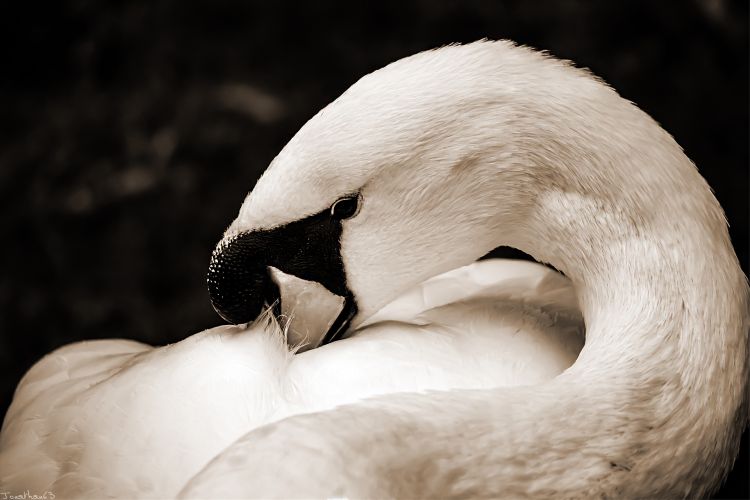 Wallpapers Animals Birds - Swans Cygne.