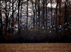  Nature envol de grues cendrées