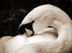  Animaux Cygne.