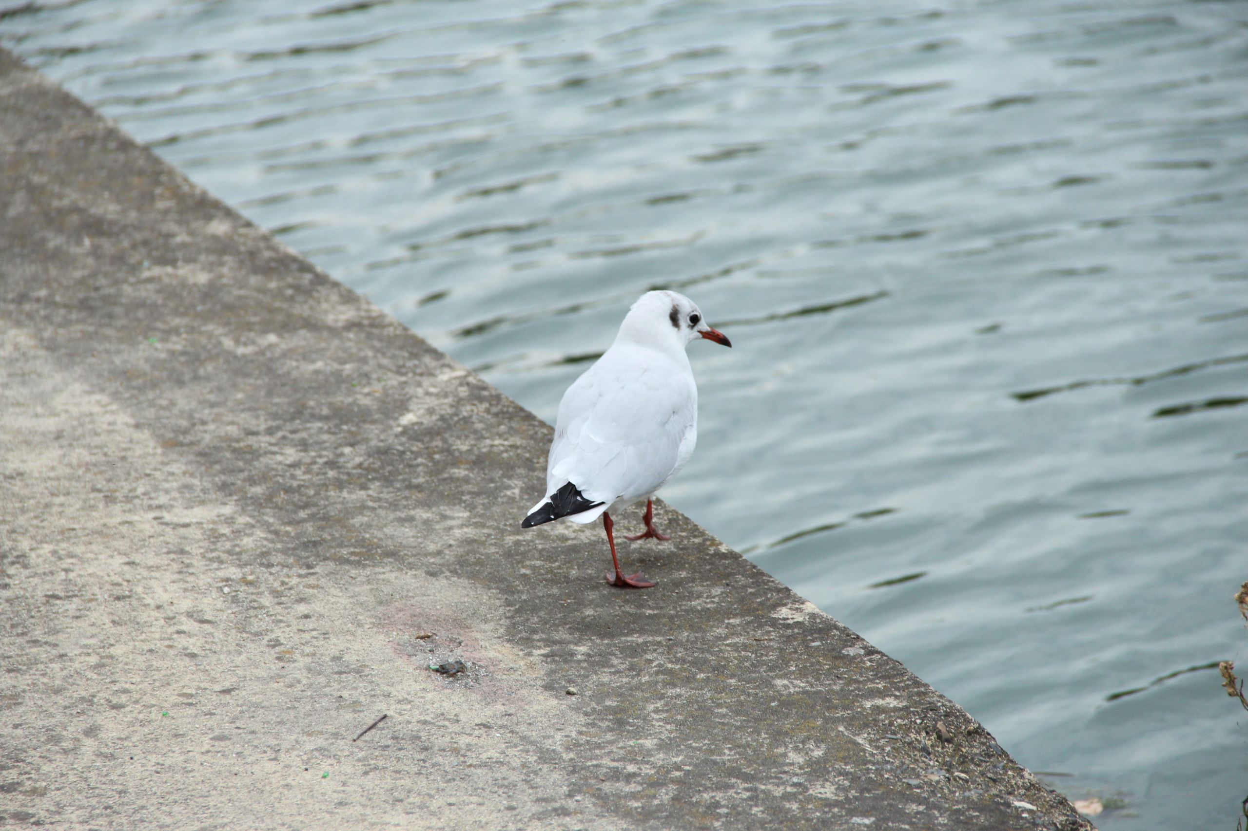 Fonds d'cran Animaux Oiseaux - Mouettes et Golands 