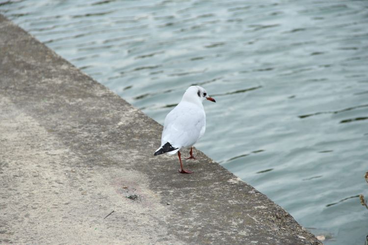 Fonds d'cran Animaux Oiseaux - Mouettes et Golands Wallpaper N393160