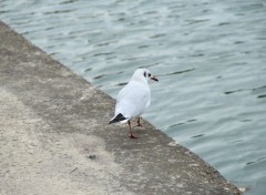  Animaux Image sans titre N393160