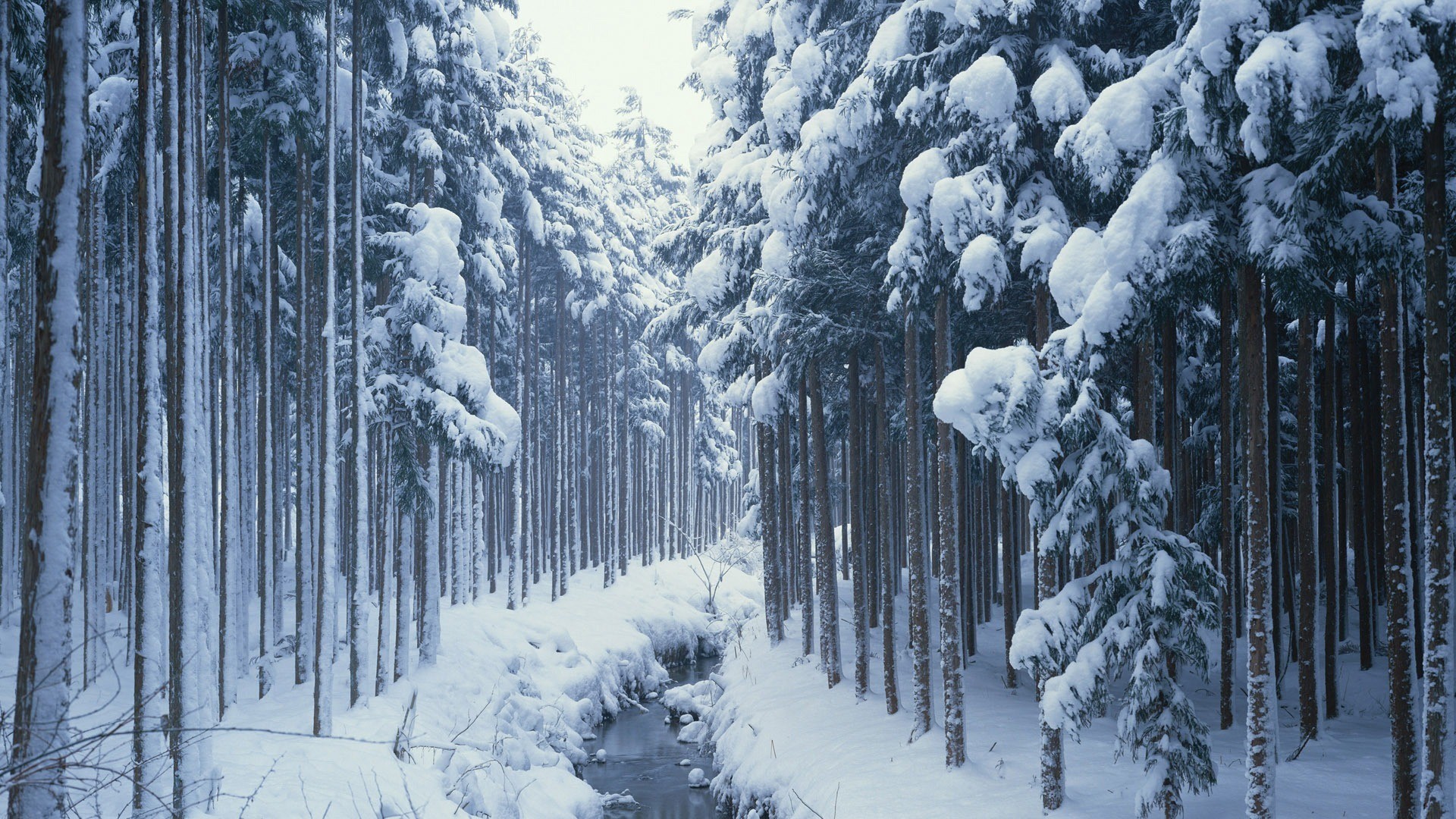 Fonds d'cran Nature Saisons - Hiver 