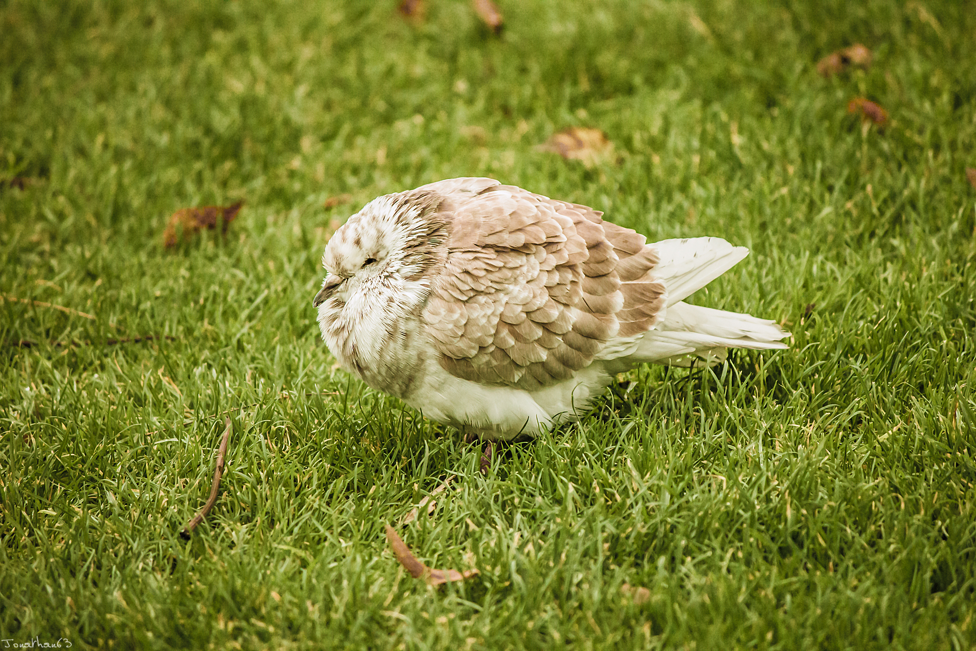 Fonds d'cran Animaux Oiseaux - Pigeons et Tourterelles Pigeon