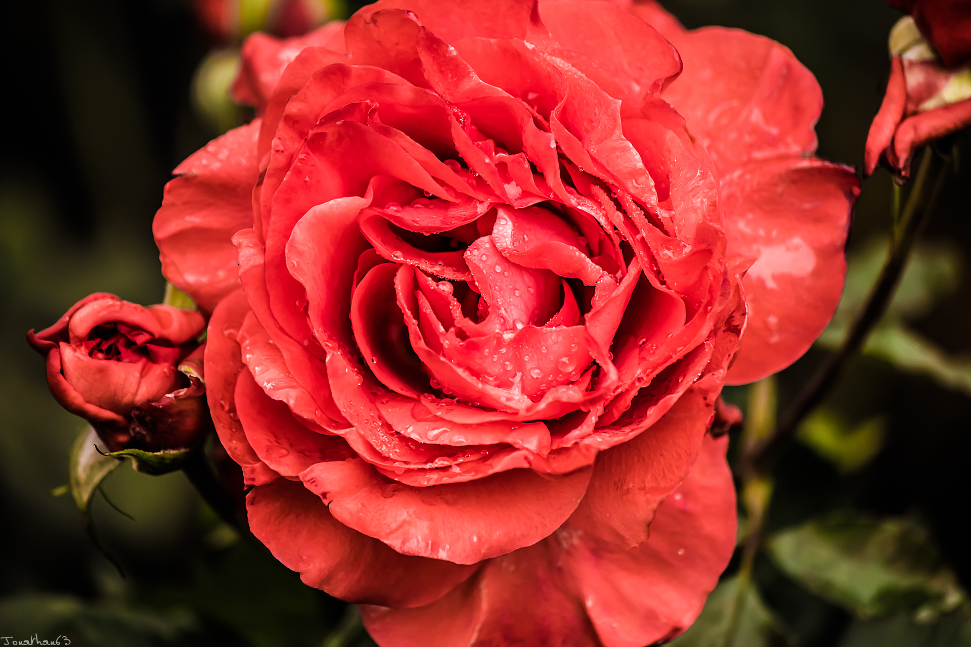 Fonds d'cran Nature Fleurs 