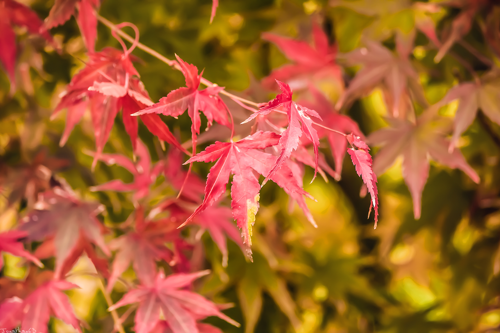 Wallpapers Nature Leaves - Foliage Feuilles