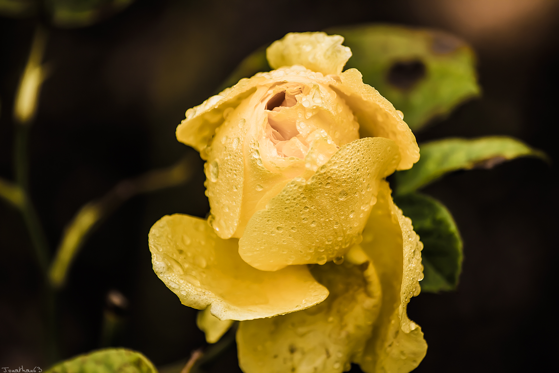 Fonds d'cran Nature Fleurs Fleur