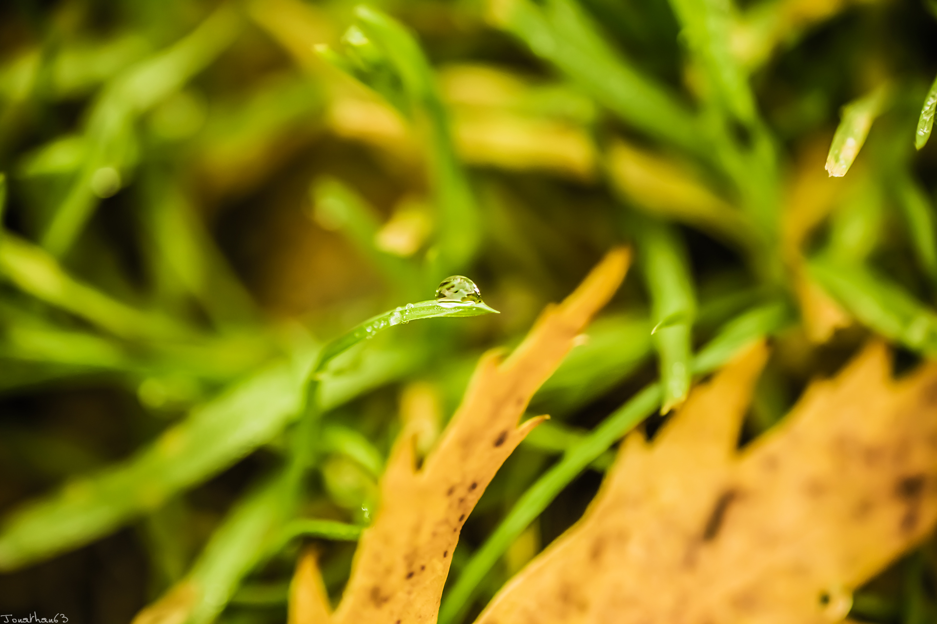 Fonds d'cran Nature Herbes 