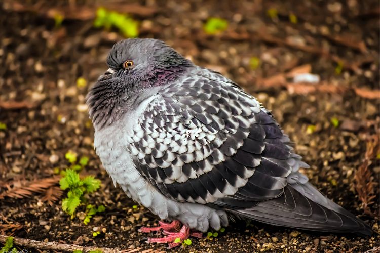 Fonds d'cran Animaux Oiseaux - Pigeons et Tourterelles Pigeon