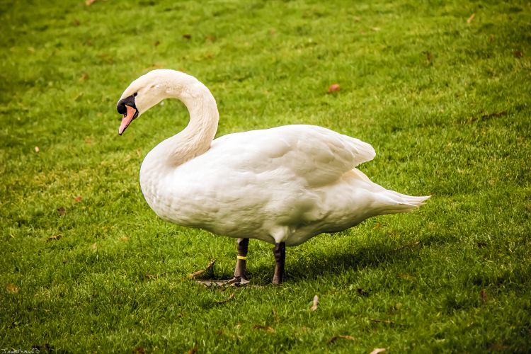 Fonds d'cran Animaux Oiseaux - Cygnes Cygne.