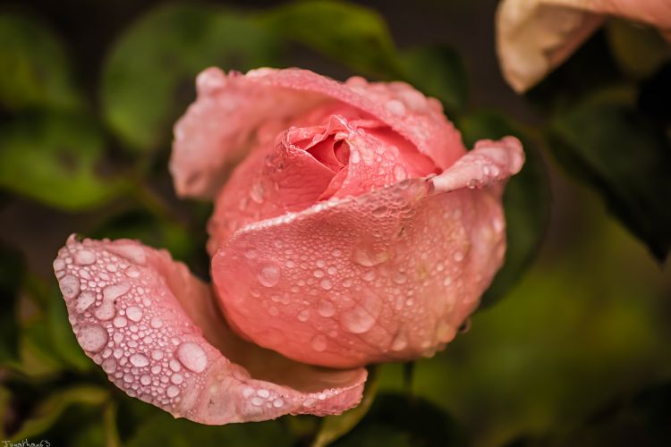 Fonds d'cran Nature Fleurs Fleur