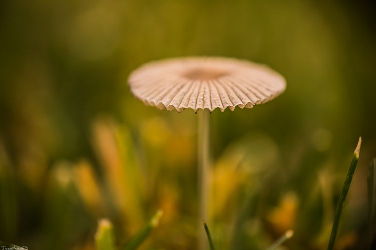 Fonds d'cran Nature Champignons Champignon