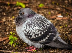  Animaux Pigeon