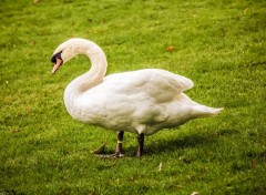  Animals Cygne.