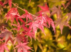  Nature Feuilles