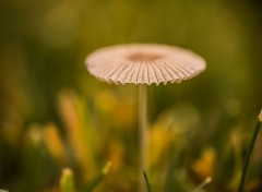  Nature Champignon