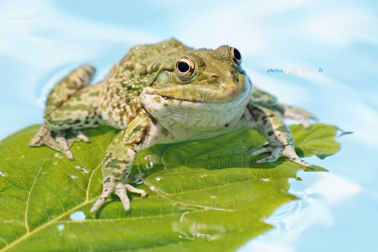 Wallpapers Animals Frogs - Toads Grenouille verte