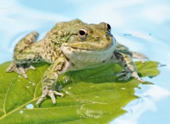  Animals Grenouille verte