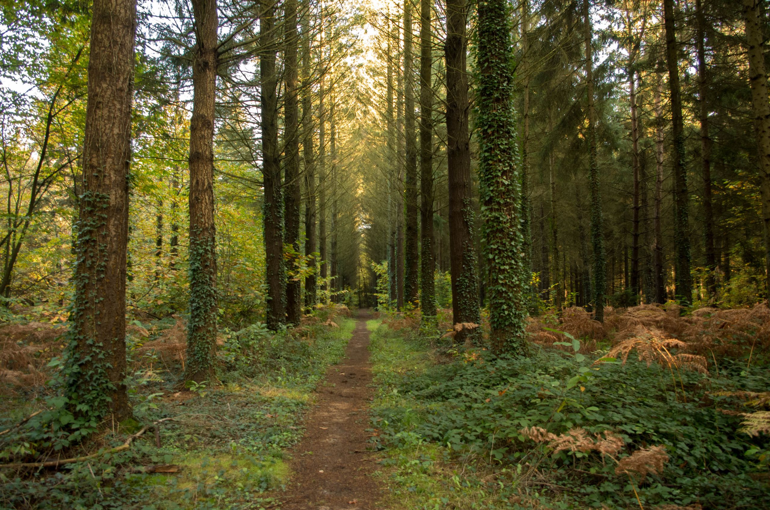 Fonds d'cran Nature Arbres - Forts 