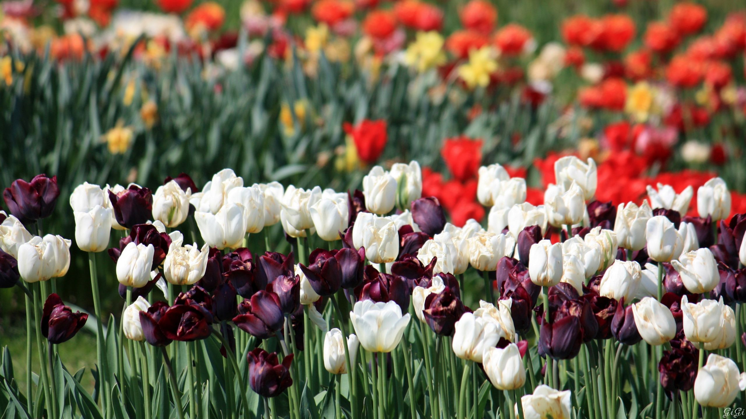 Fonds d'cran Nature Fleurs Des fleurs toujours des fleurs