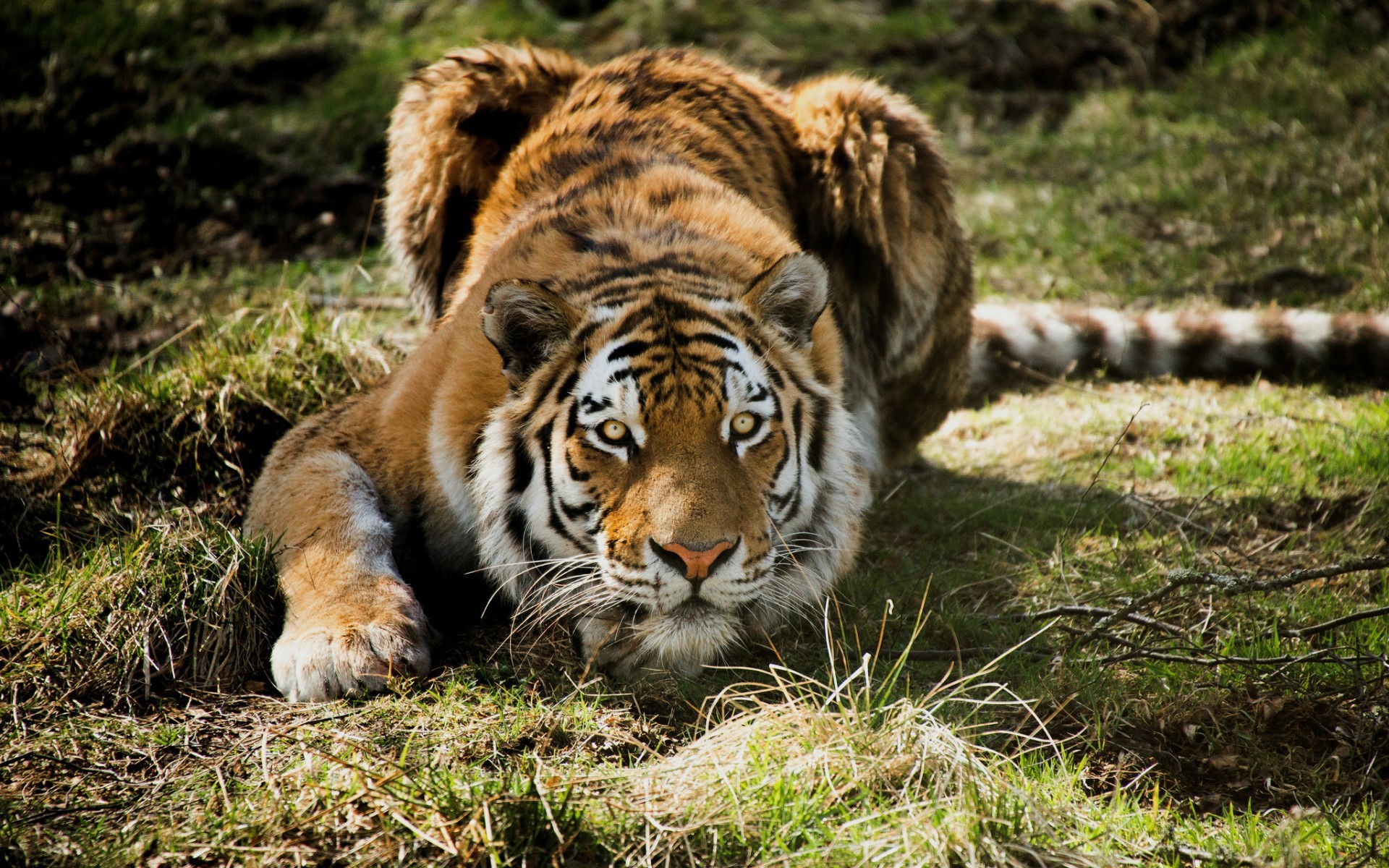 Fonds d'cran Animaux Flins - Tigres 