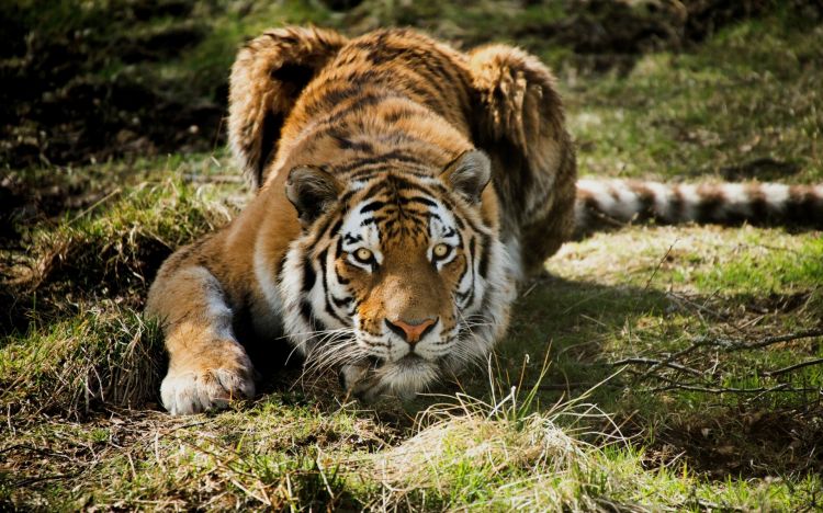 Fonds d'cran Animaux Flins - Tigres Wallpaper N393336