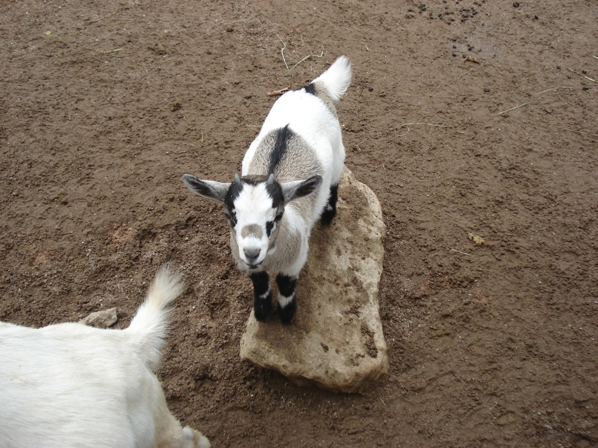 Wallpapers Animals Goats 