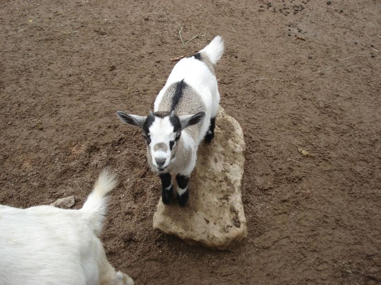 Wallpapers Animals Goats Wallpaper N393700