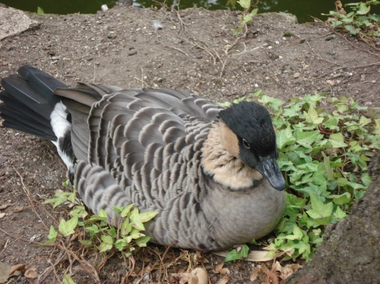 Fonds d'cran Animaux Oiseaux - Canards Wallpaper N393733