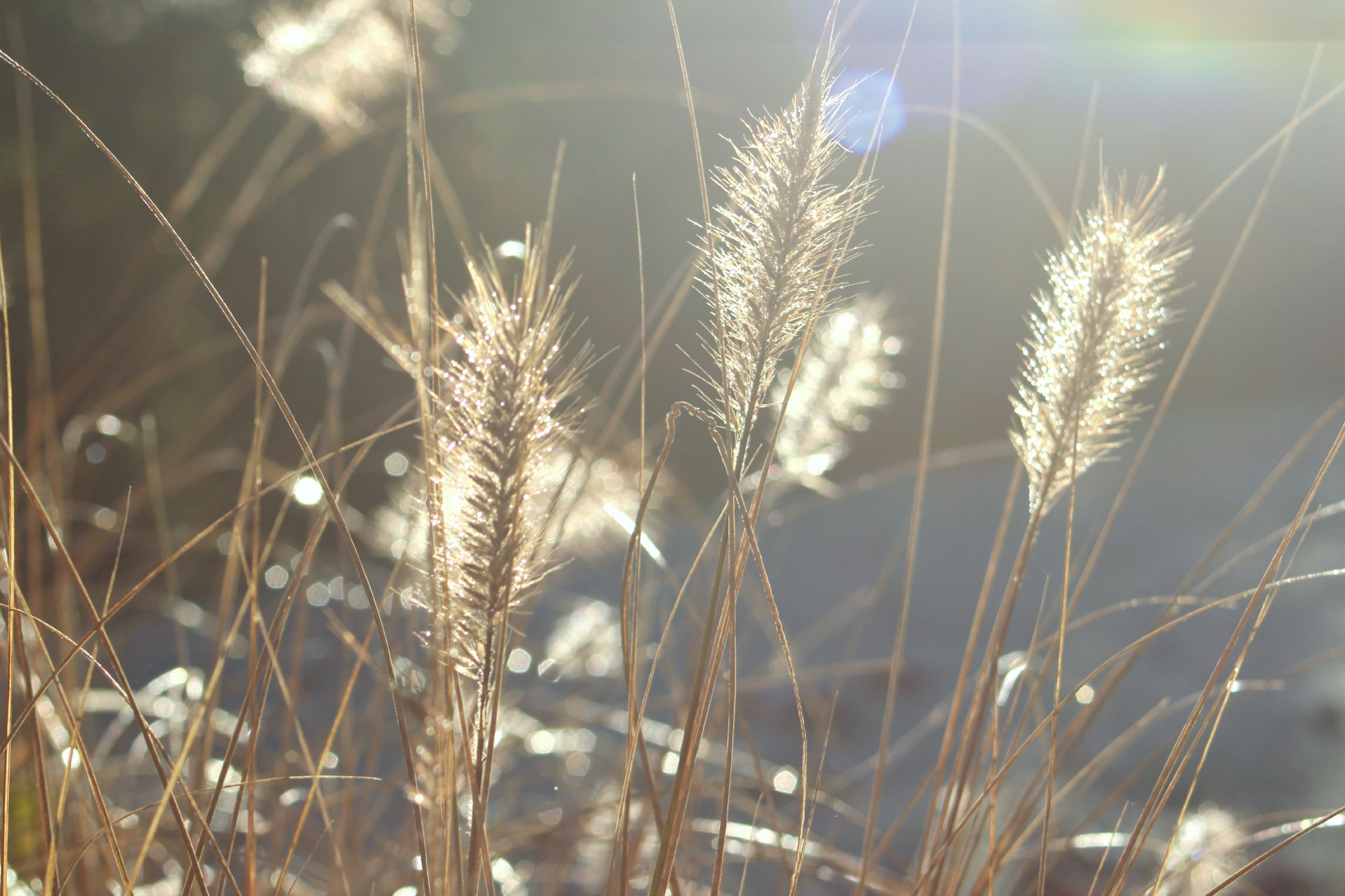 Fonds d'cran Nature Herbes 