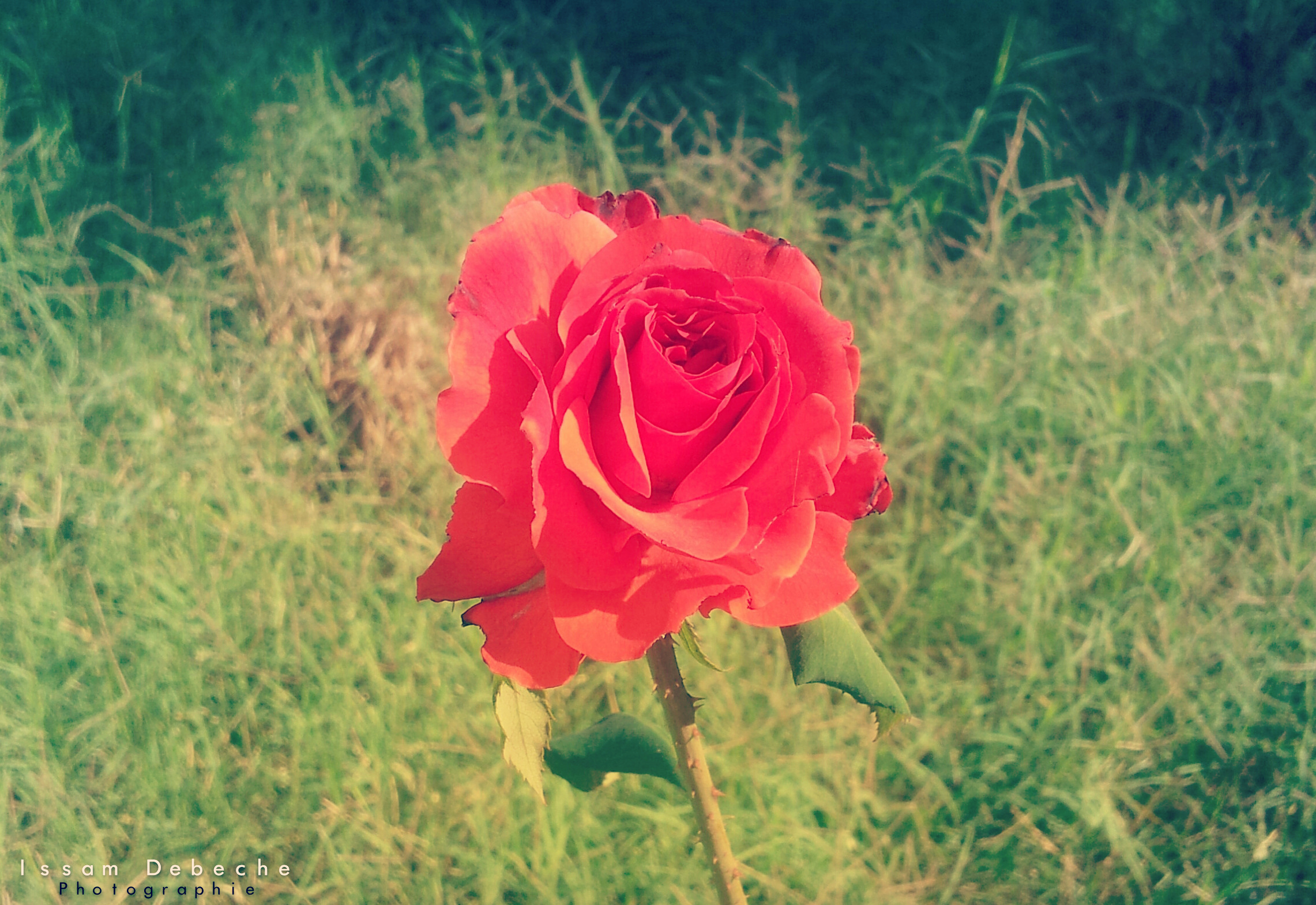 Fonds d'cran Nature Fleurs Une seule rose