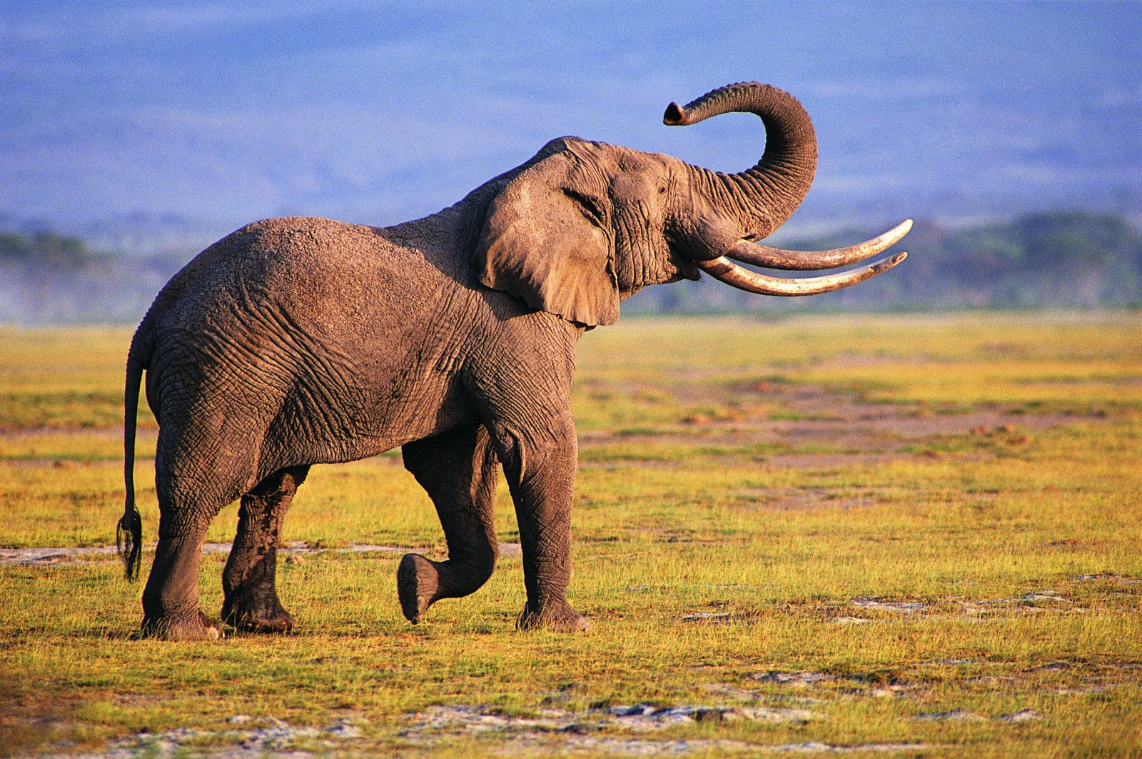 Wallpapers Animals Elephants 