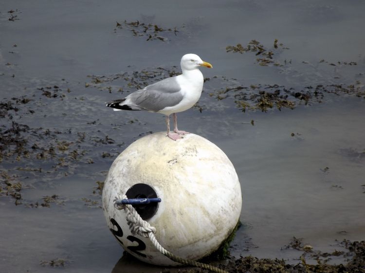 Fonds d'cran Animaux Oiseaux - Mouettes et Golands Wallpaper N393799