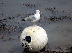  Animaux Image sans titre N393799