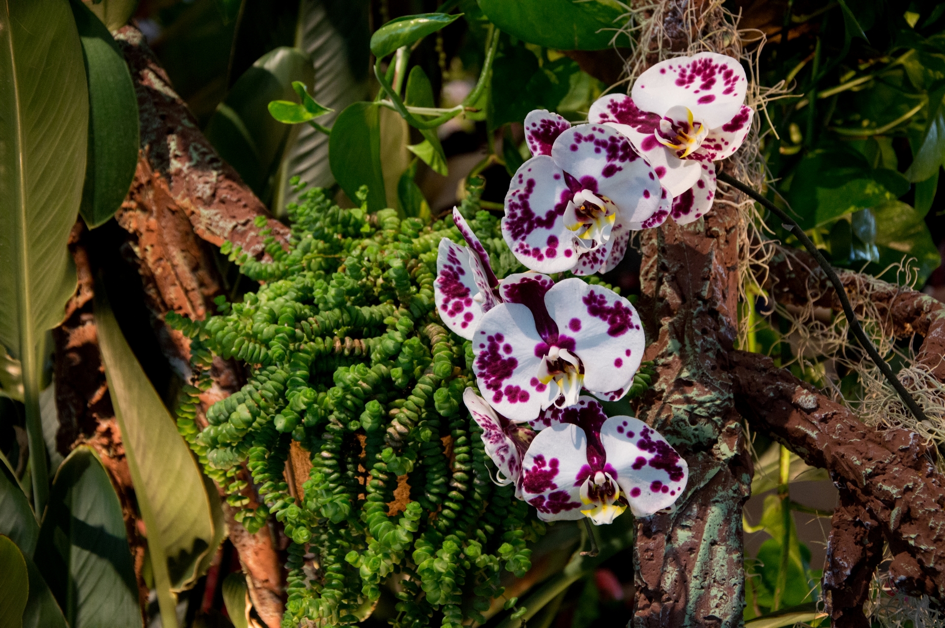 Fonds d'cran Nature Fleurs 