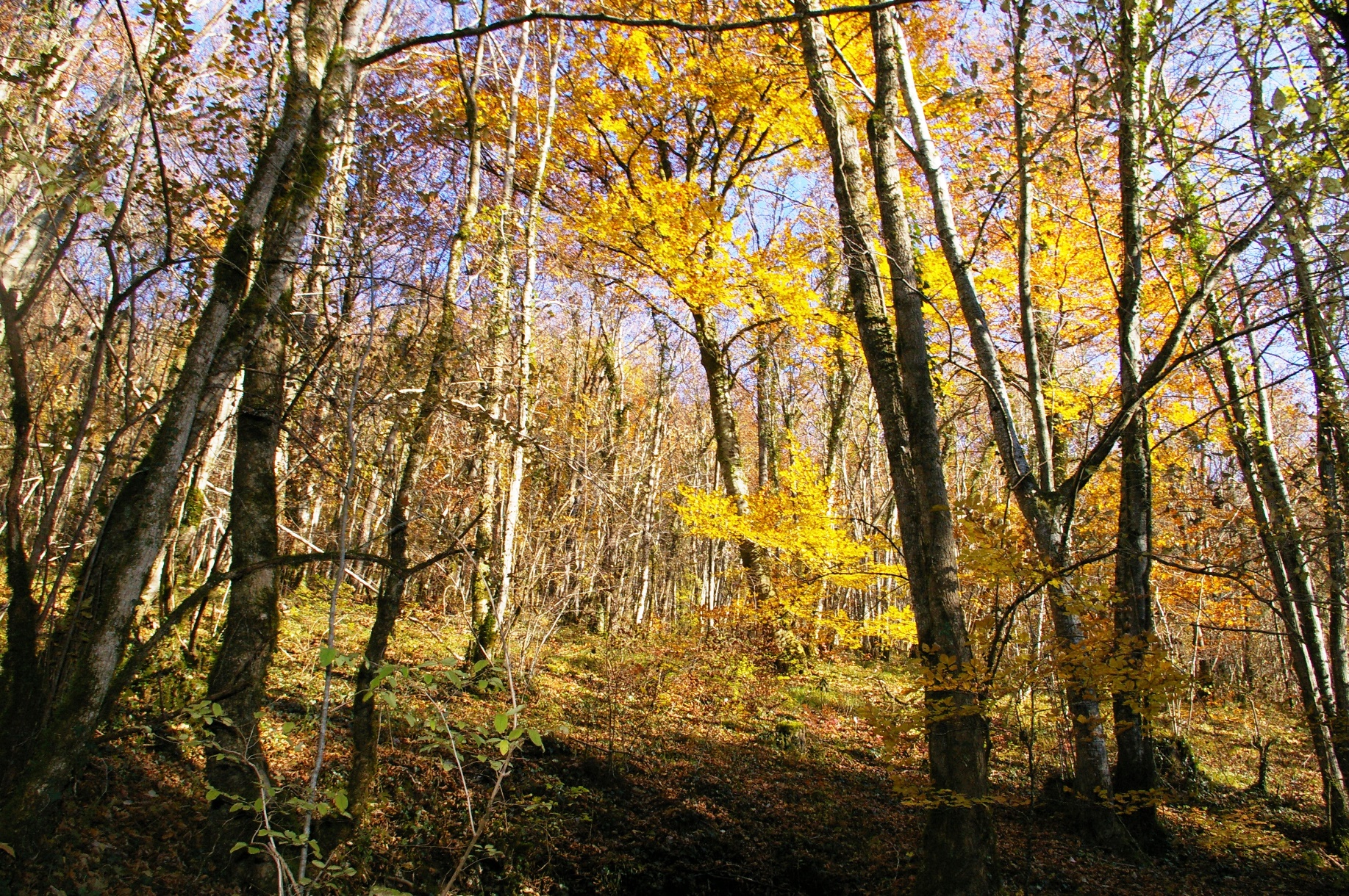 Fonds d'cran Nature Arbres - Forts 