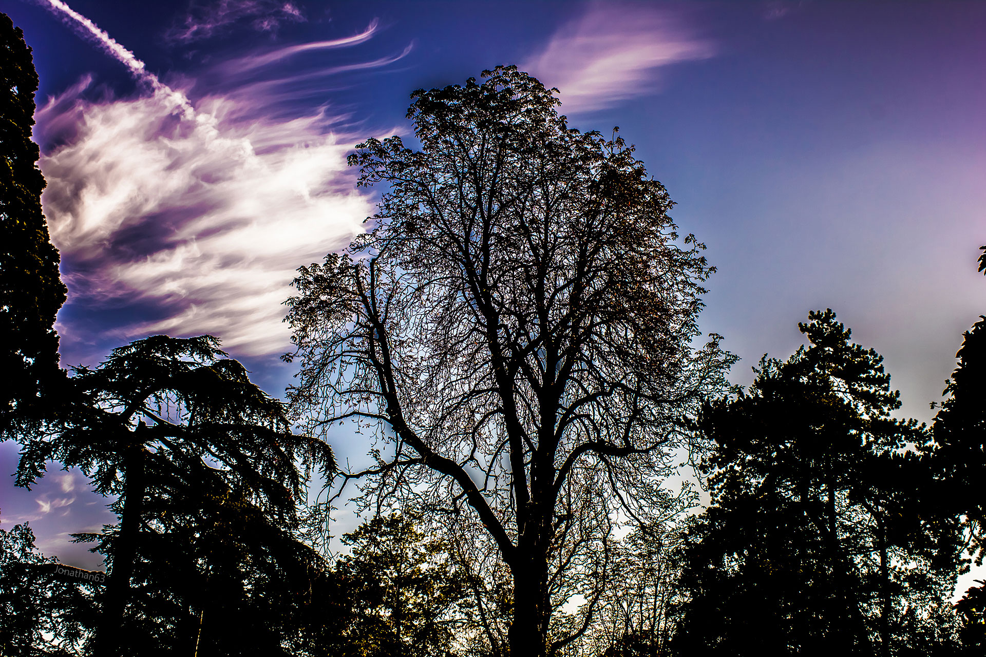 Fonds d'cran Nature Arbres - Forts Arbres & Ciel