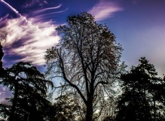  Nature Arbres & Ciel