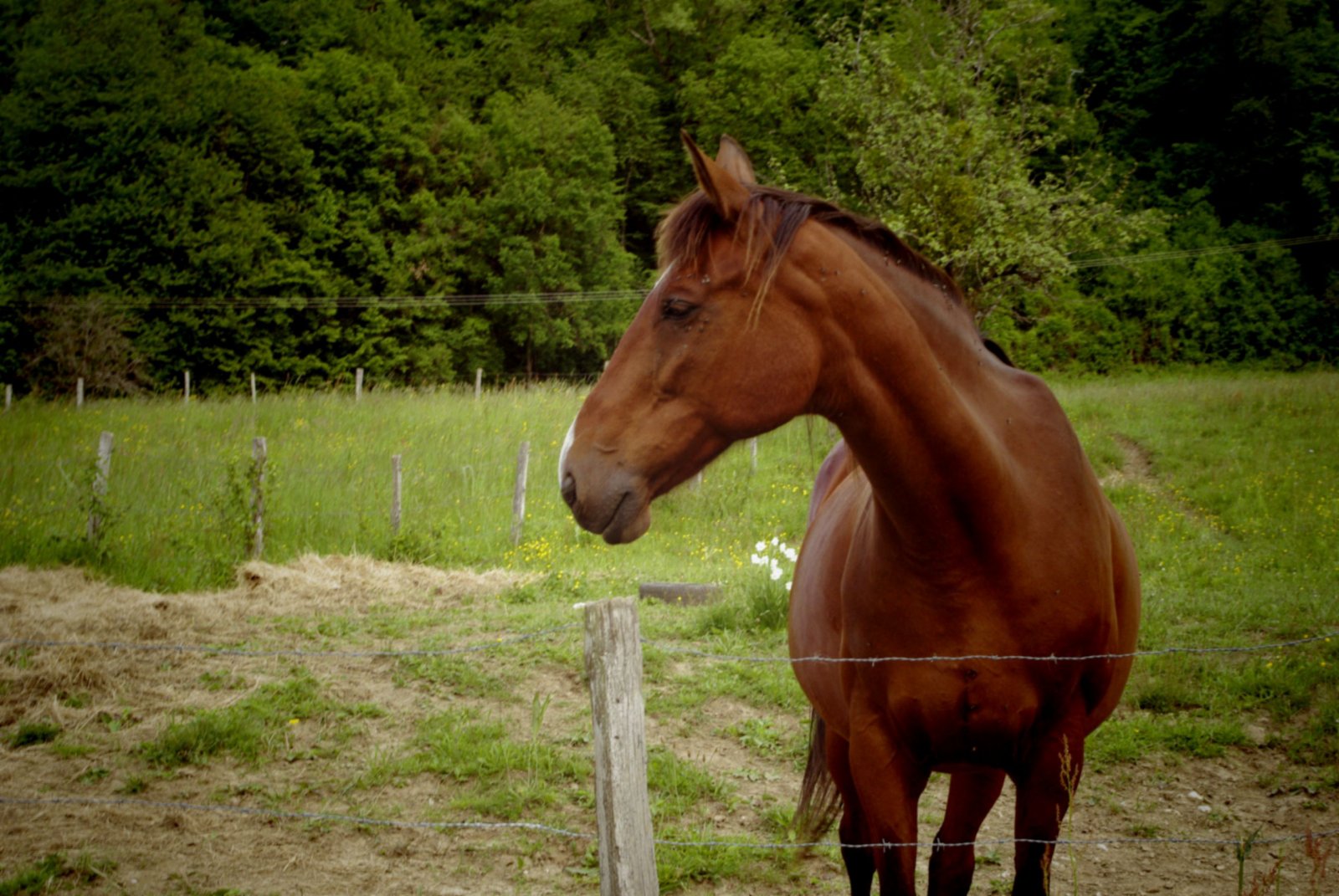 Fonds d'cran Animaux Chevaux pose