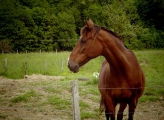  Animaux pose