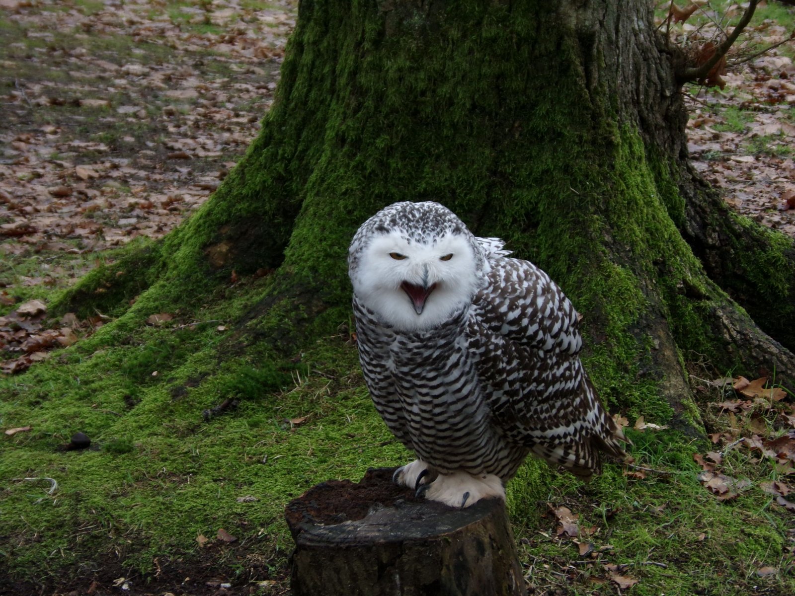 Fonds d'cran Animaux Oiseaux - Hiboux et Chouettes 