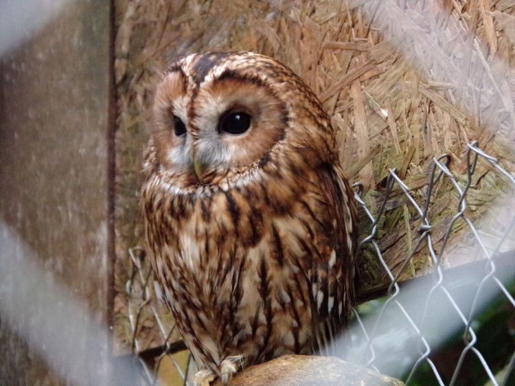 Fonds d'cran Animaux Oiseaux - Hiboux et Chouettes Wallpaper N394128