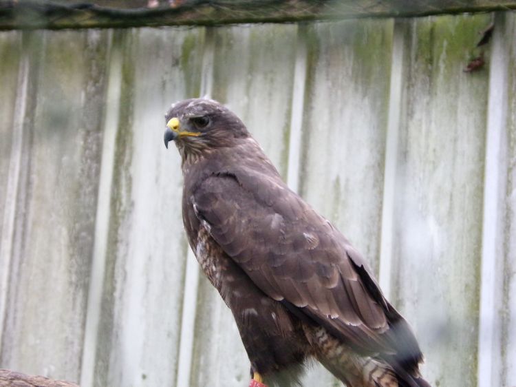 Fonds d'cran Animaux Oiseaux - Aigles Wallpaper N394130