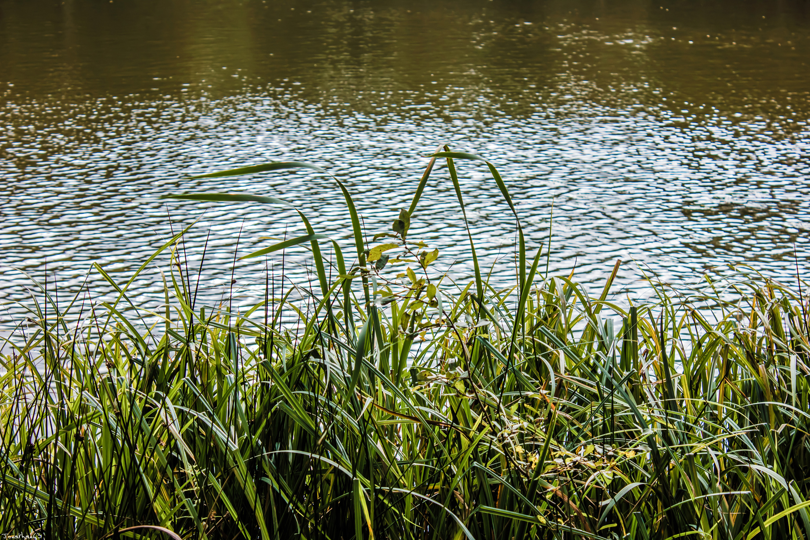 Fonds d'cran Nature Herbes 