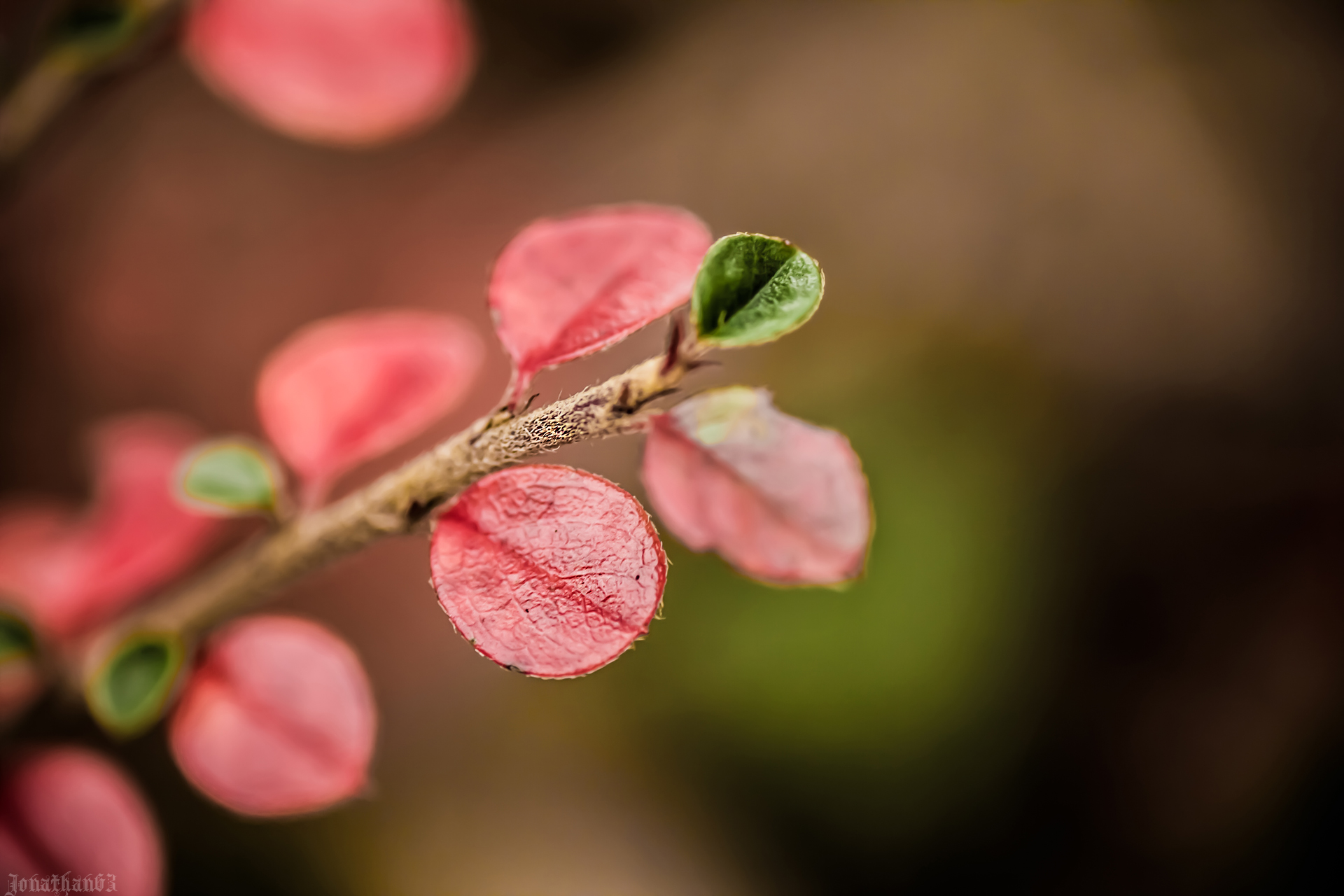 Fonds d'cran Nature Plantes - Arbustes 