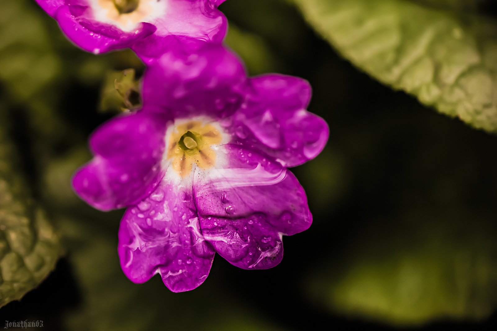 Fonds d'cran Nature Fleurs Macro de fleur