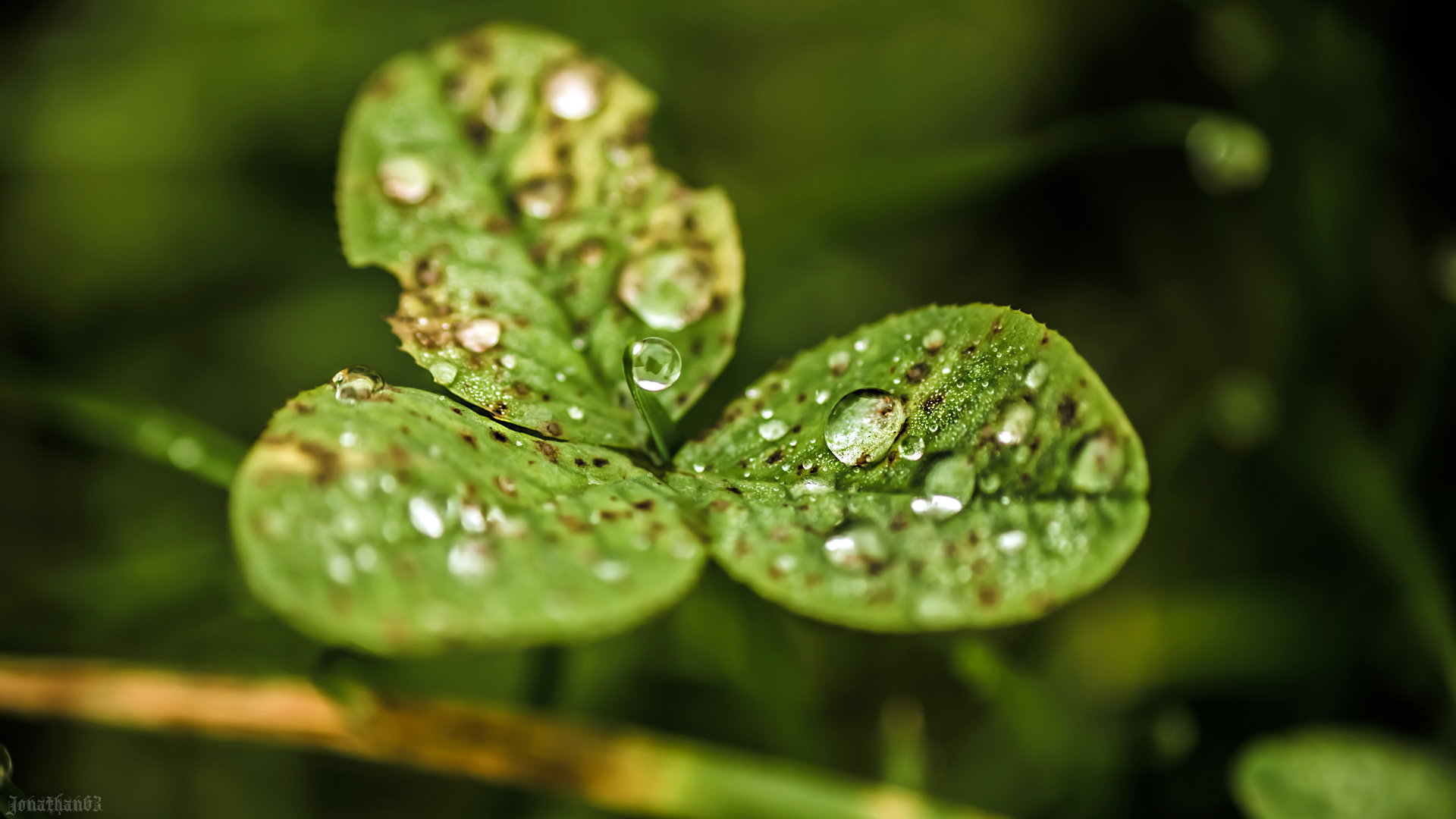 Wallpapers Nature Water - Drops Gouttes d'eau