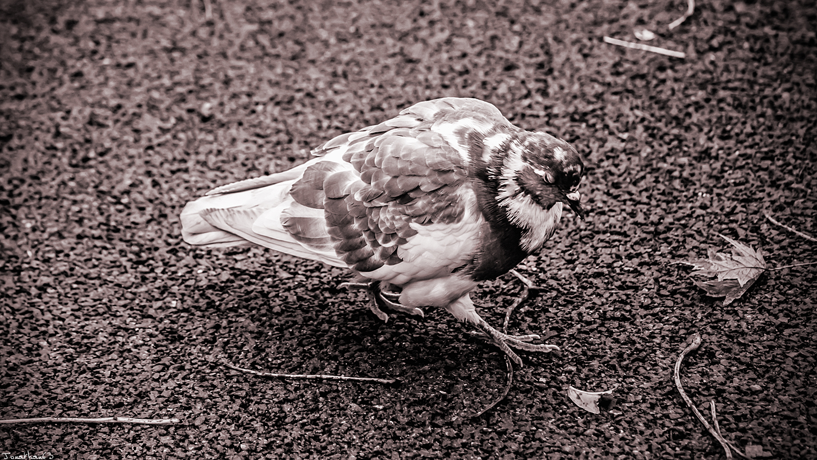 Fonds d'cran Animaux Oiseaux - Pigeons et Tourterelles Pigeon