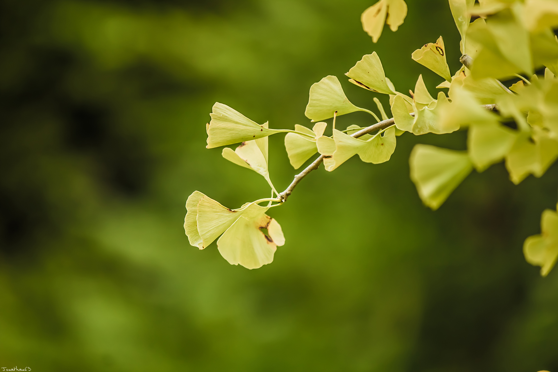 Wallpapers Nature Leaves - Foliage Ginkgo